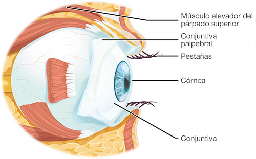 diagrama conjuntiva