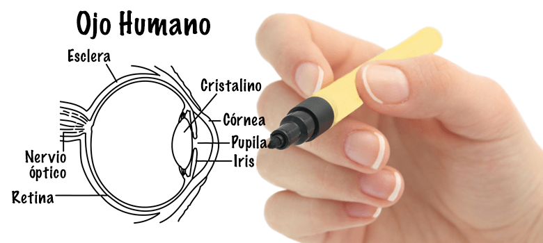 ojo humano